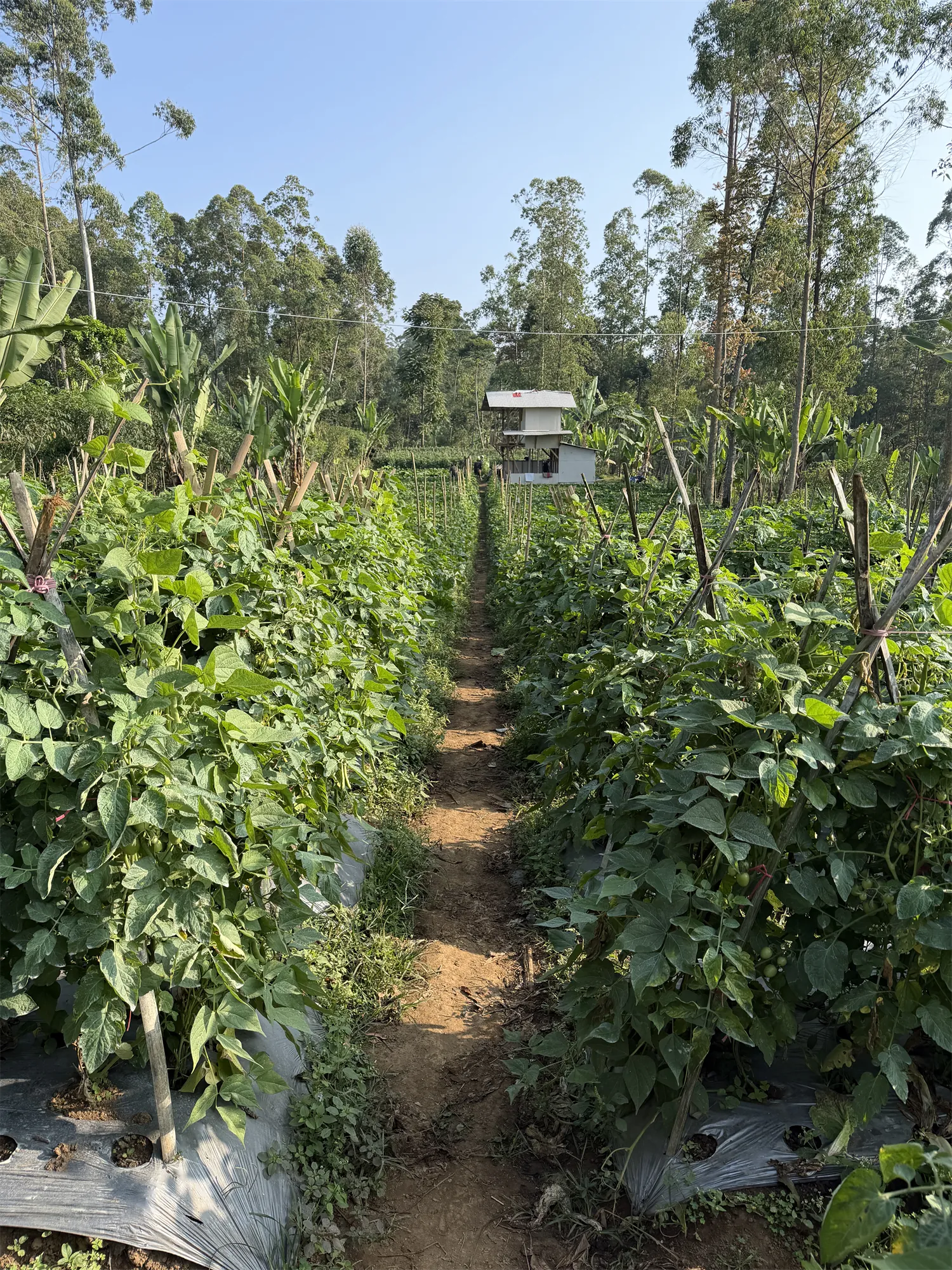 Chiliveld met rijen chilipepers bij het opvanghuis in Garut